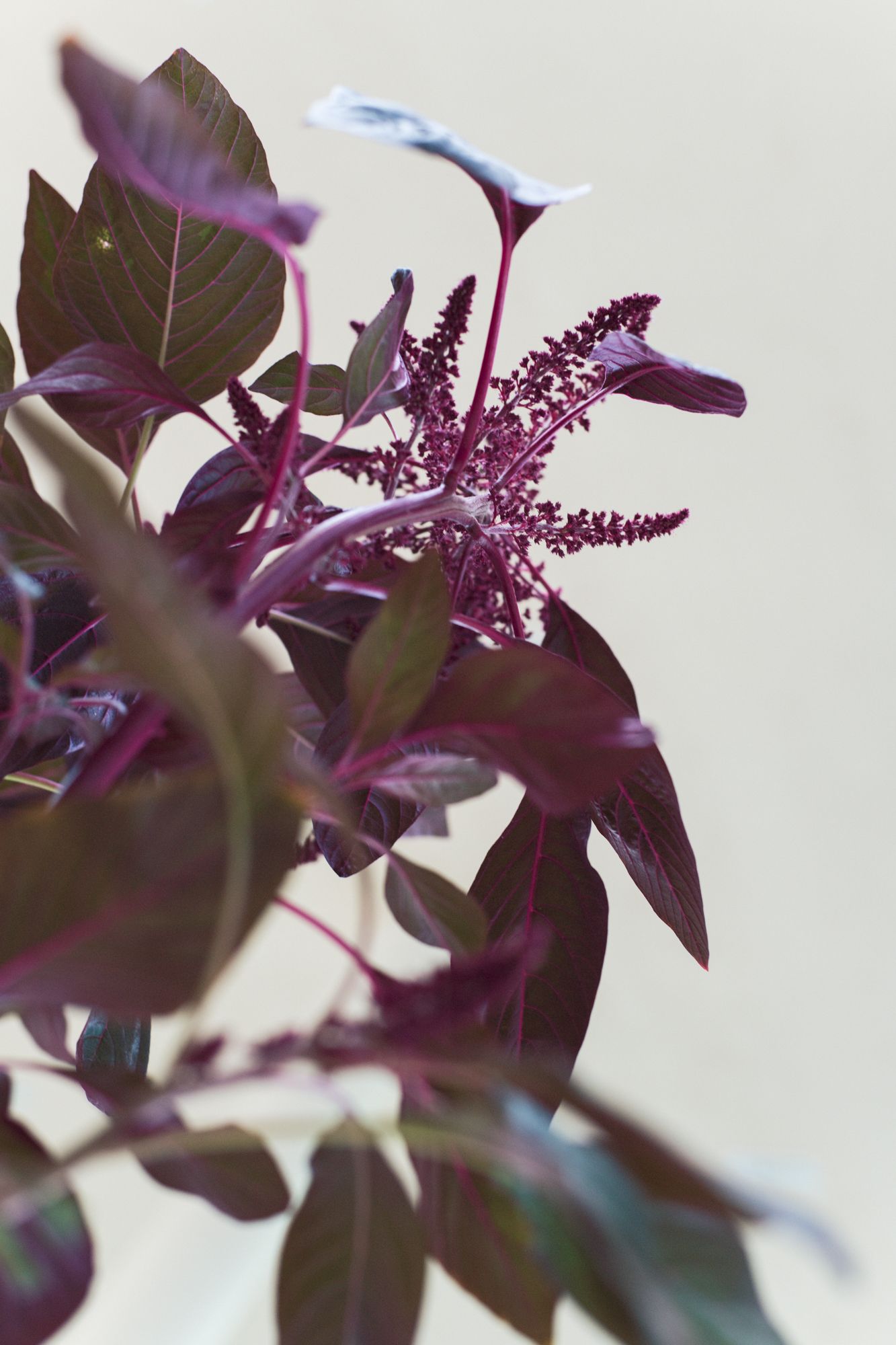 NiklasVindelev_ArchivalStudies_SMK_80